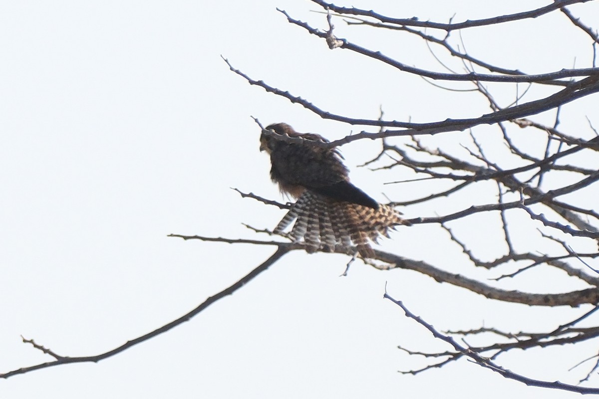 Eurasian Kestrel - John Lee