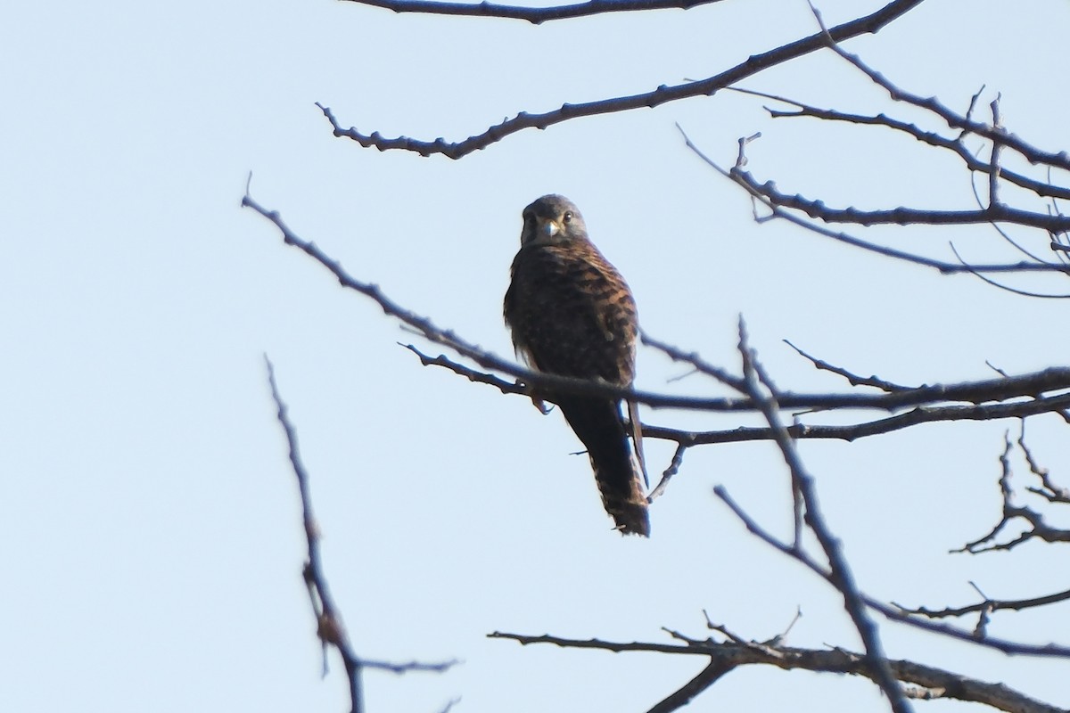 Eurasian Kestrel - ML613902362