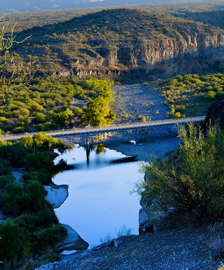 Gambel's Quail - ML613902395