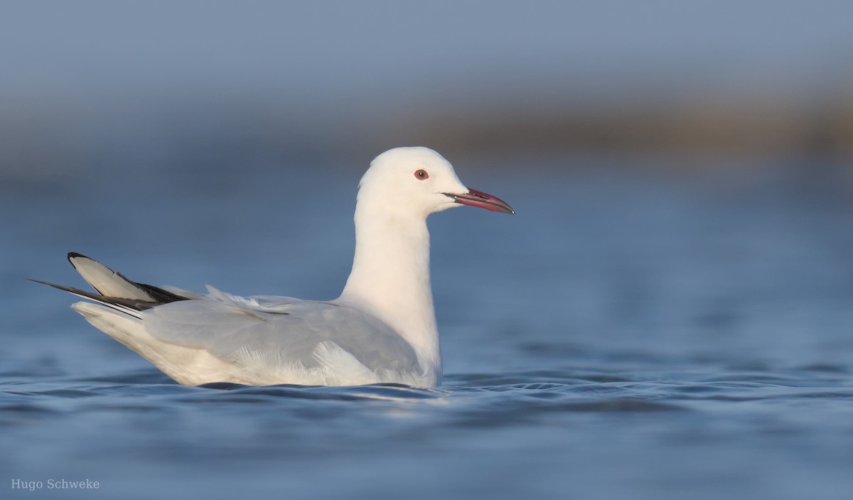 Slender-billed Gull - ML613902400