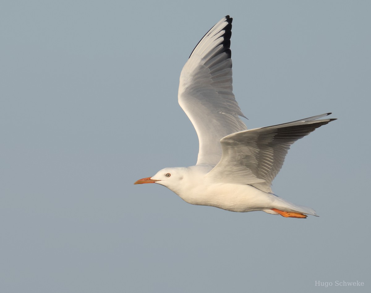 Slender-billed Gull - ML613902403