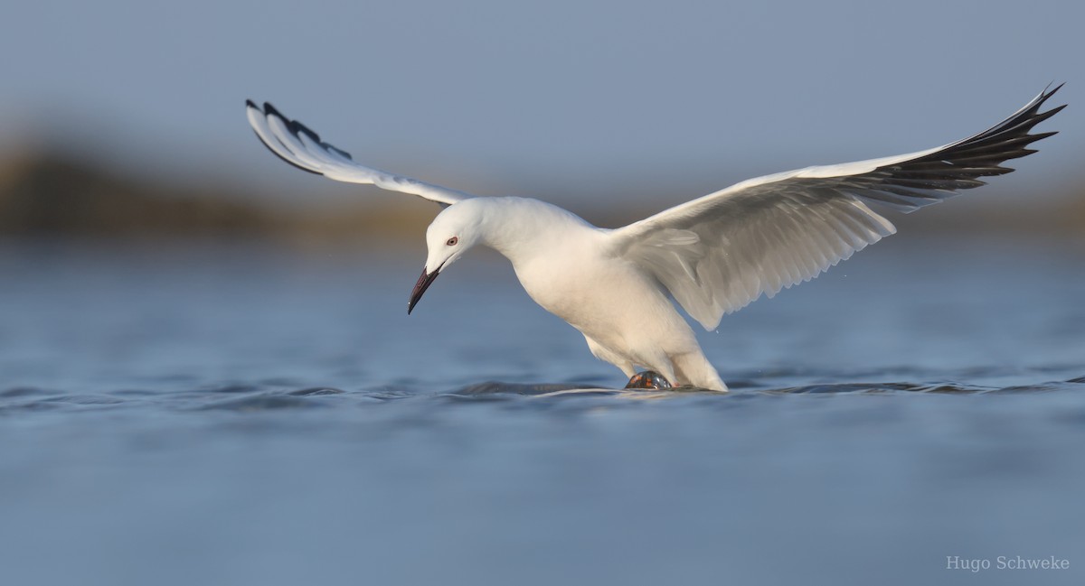 Slender-billed Gull - ML613902407