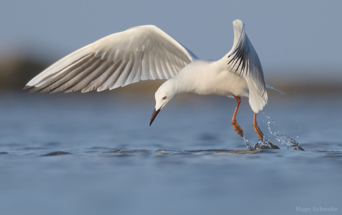 Slender-billed Gull - ML613902408