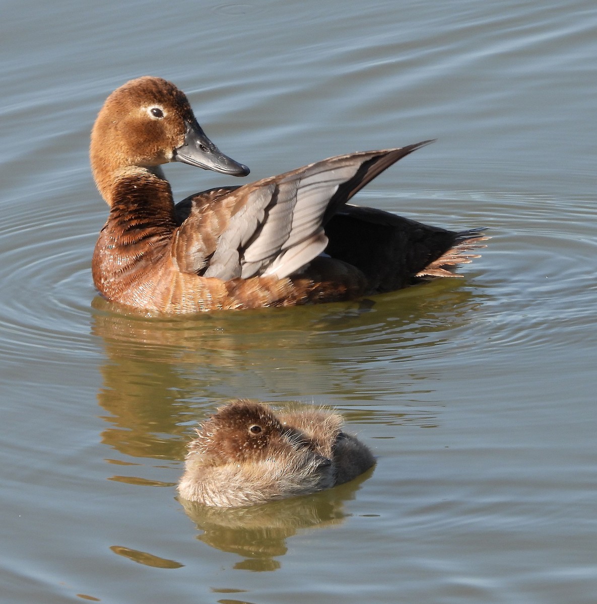 Common Pochard - ML613902430