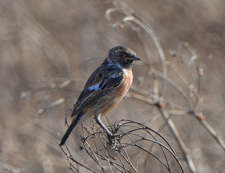 European Stonechat - ML613902442