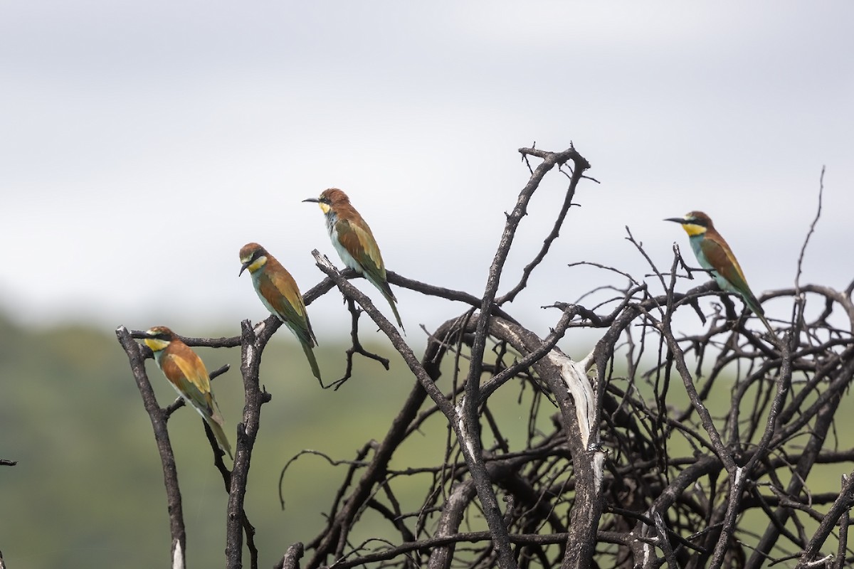 European Bee-eater - ML613902468