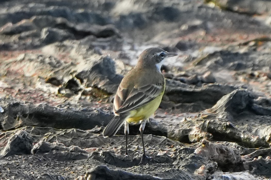 Western Yellow Wagtail - ML613902475