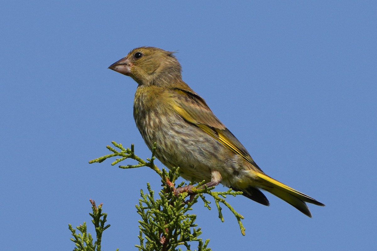 European Greenfinch - ML613902495