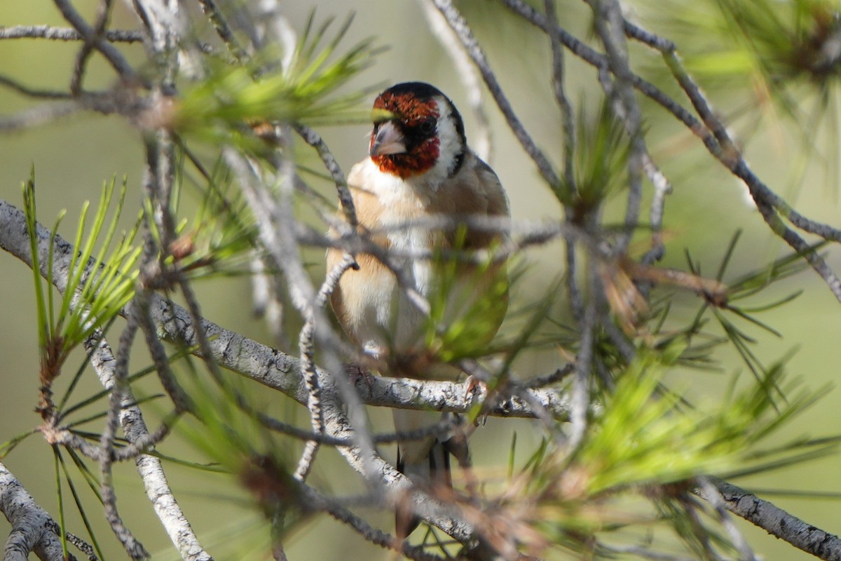 European Goldfinch - ML613902503