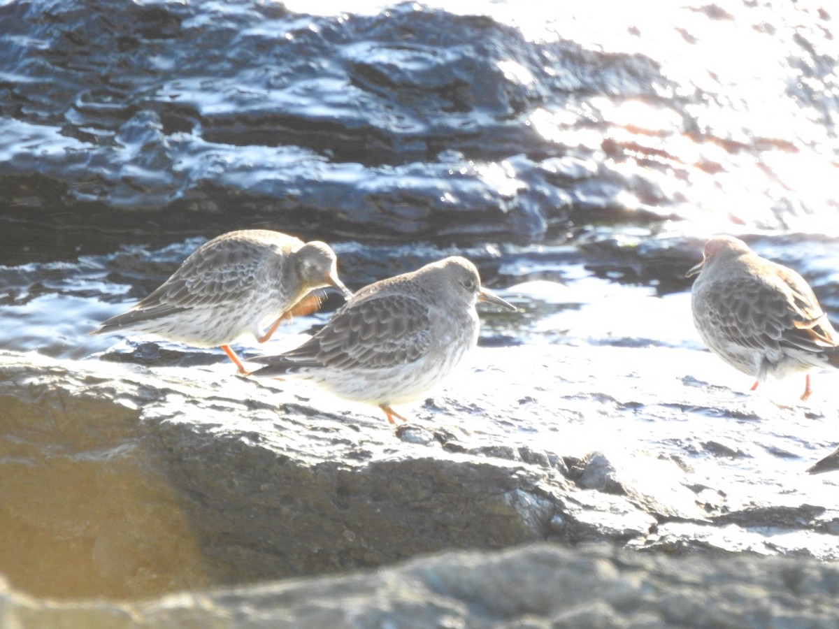 Purple Sandpiper - Marc LeBlanc