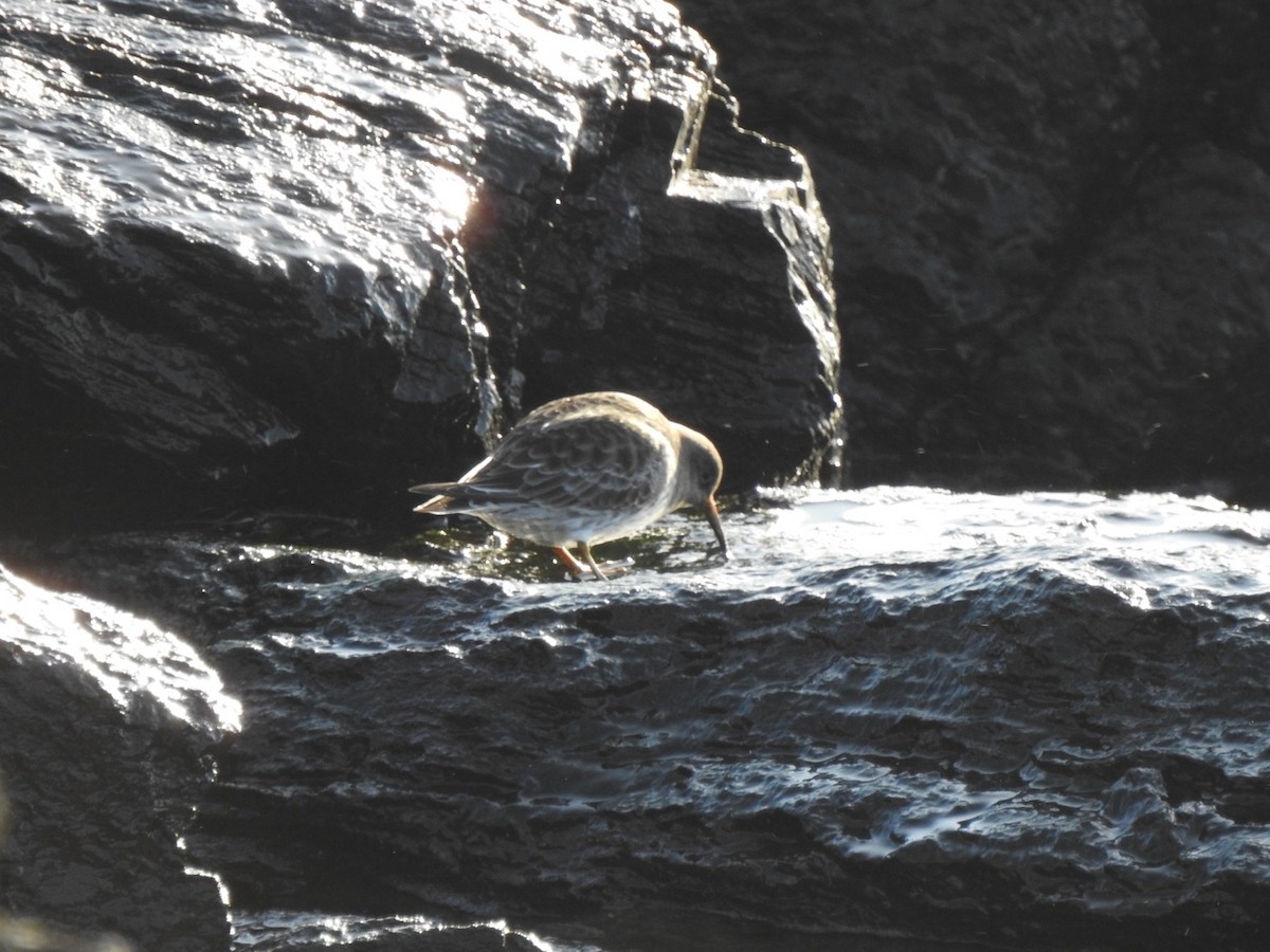 Purple Sandpiper - ML613902509