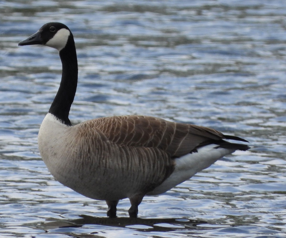 Canada Goose - ML613902565