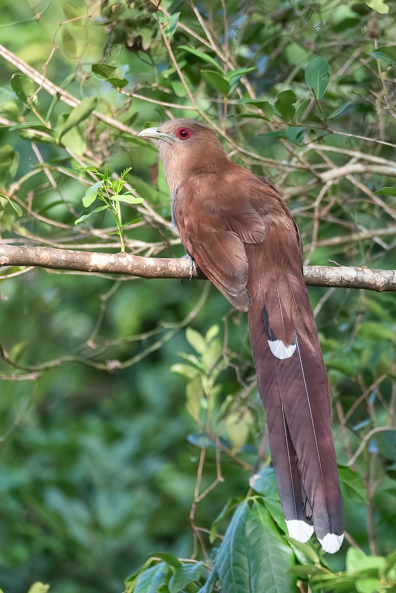 Squirrel Cuckoo - Ralph Hatt