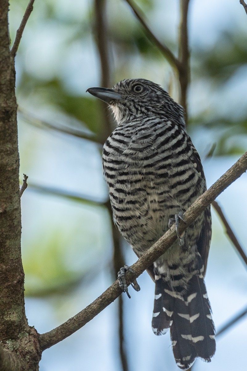 Barred Antshrike (Barred) - Ralph Hatt