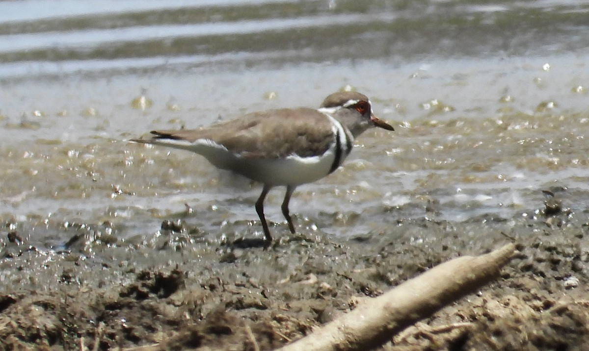Three-banded Plover - ML613902607
