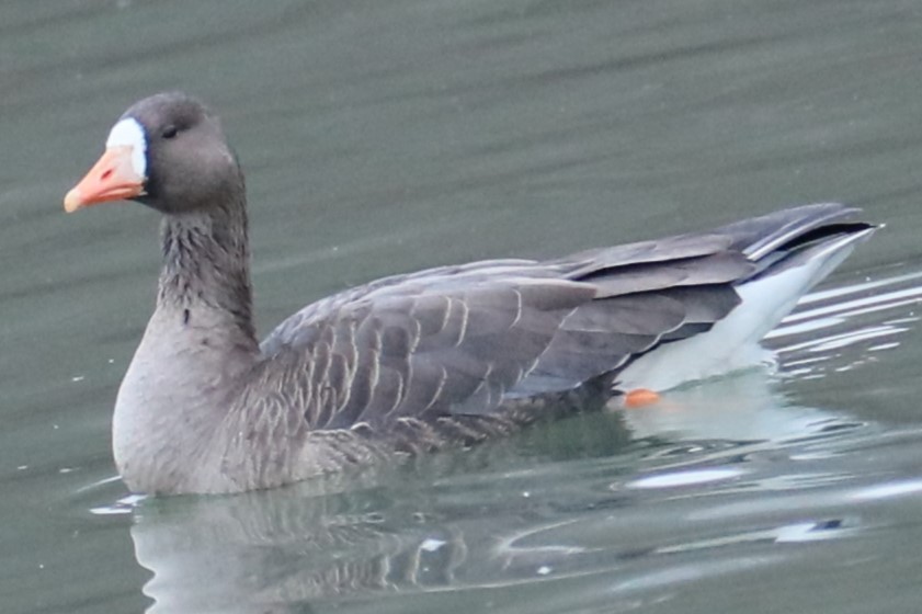 Greater White-fronted Goose - ML613902624
