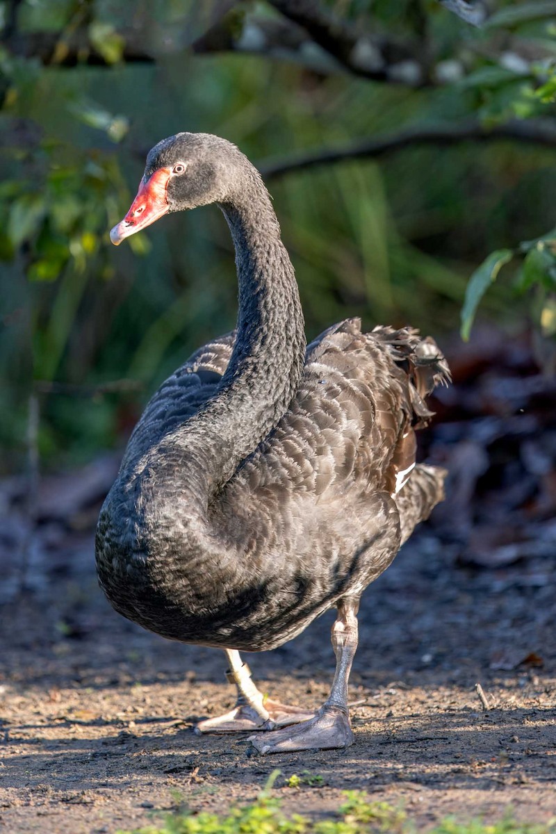 Black Swan - Saravanan Krishnamurthy