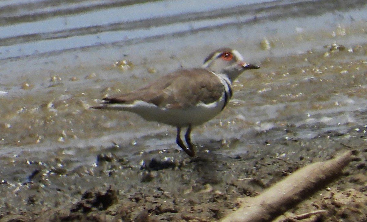 Three-banded Plover - ML613902637