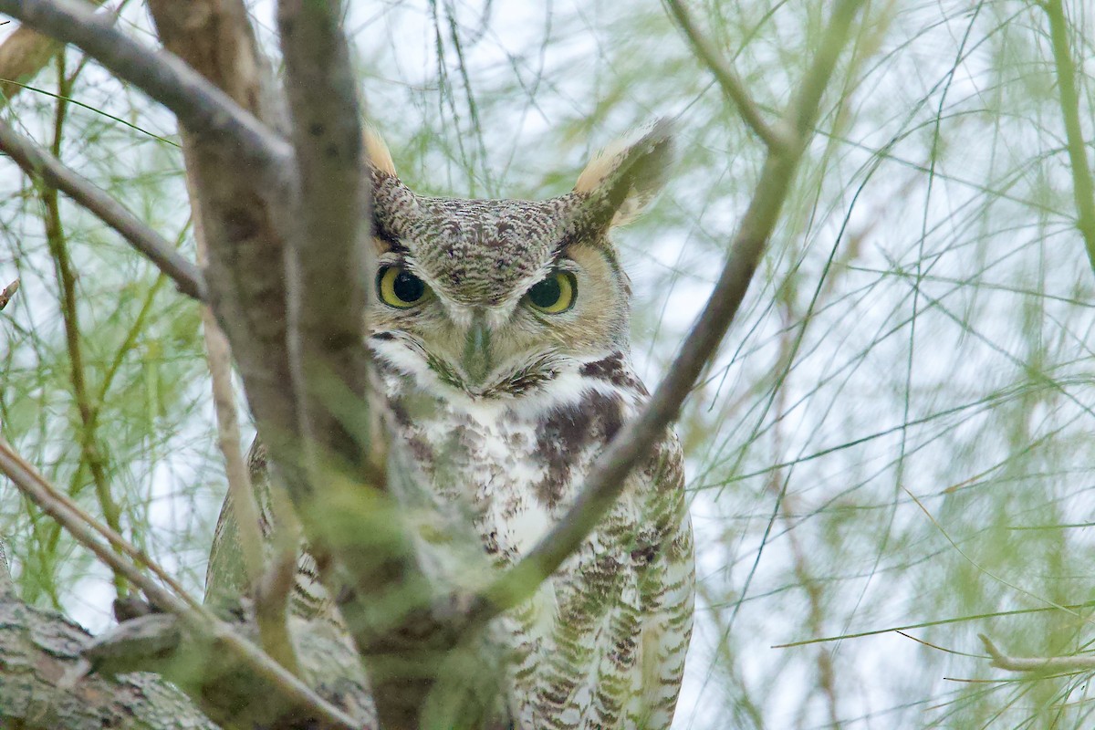 Great Horned Owl - ML613902648