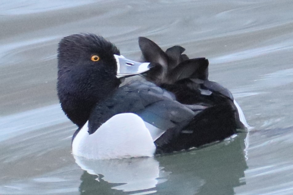 Ring-necked Duck - ML613902653