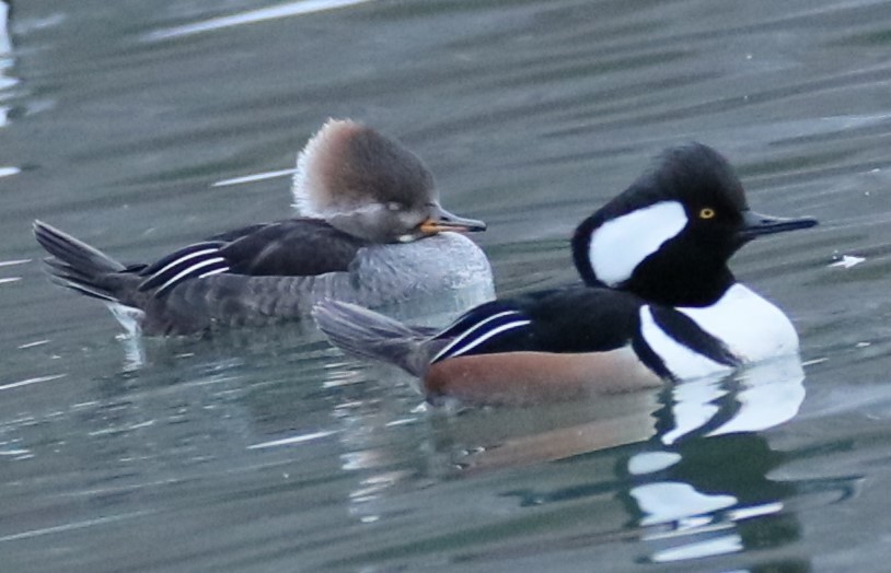 Hooded Merganser - michael vedder