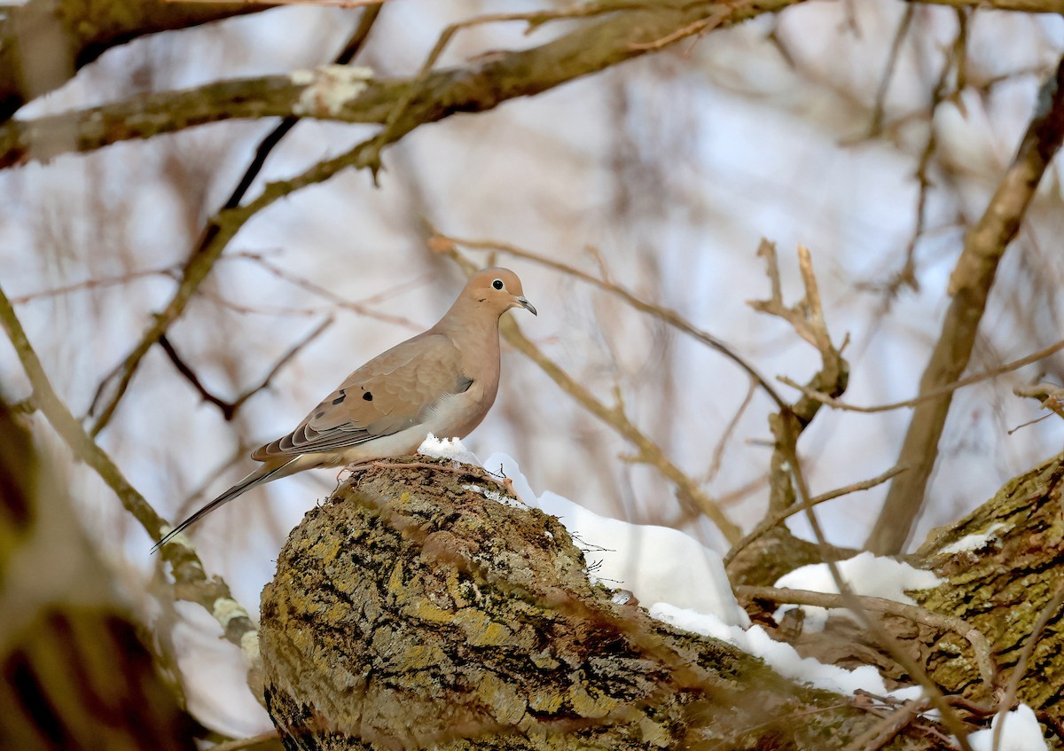 Mourning Dove - ML613902670