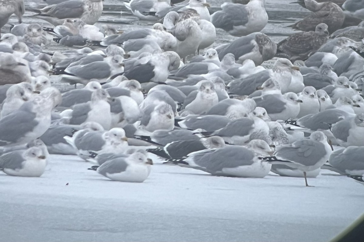 Lesser Black-backed Gull - ML613902681