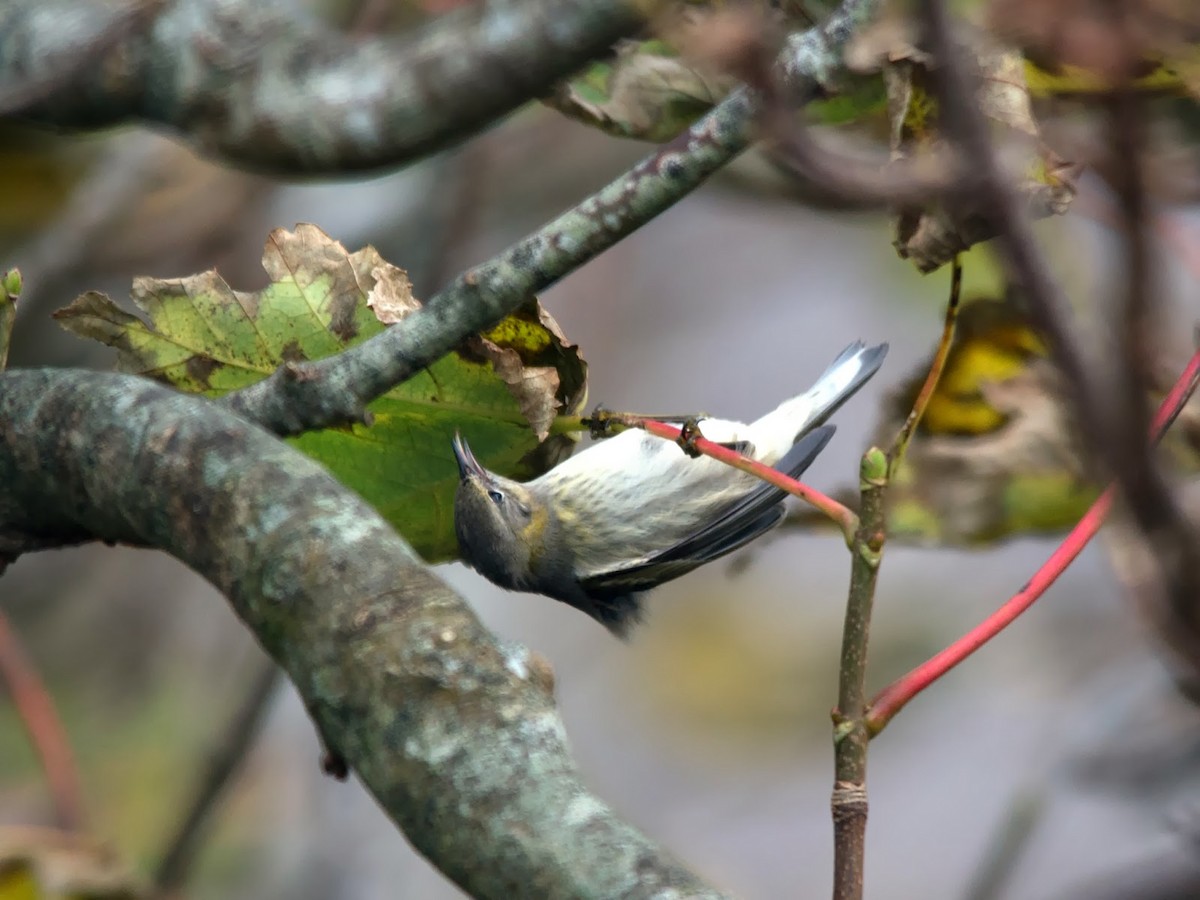 Cape May Warbler - ML613902710