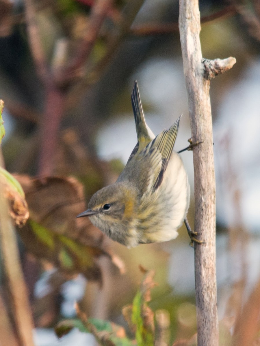 Cape May Warbler - ML613902712
