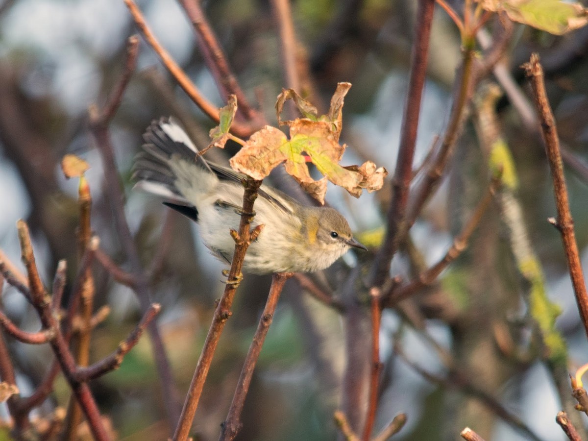 Cape May Warbler - ML613902713