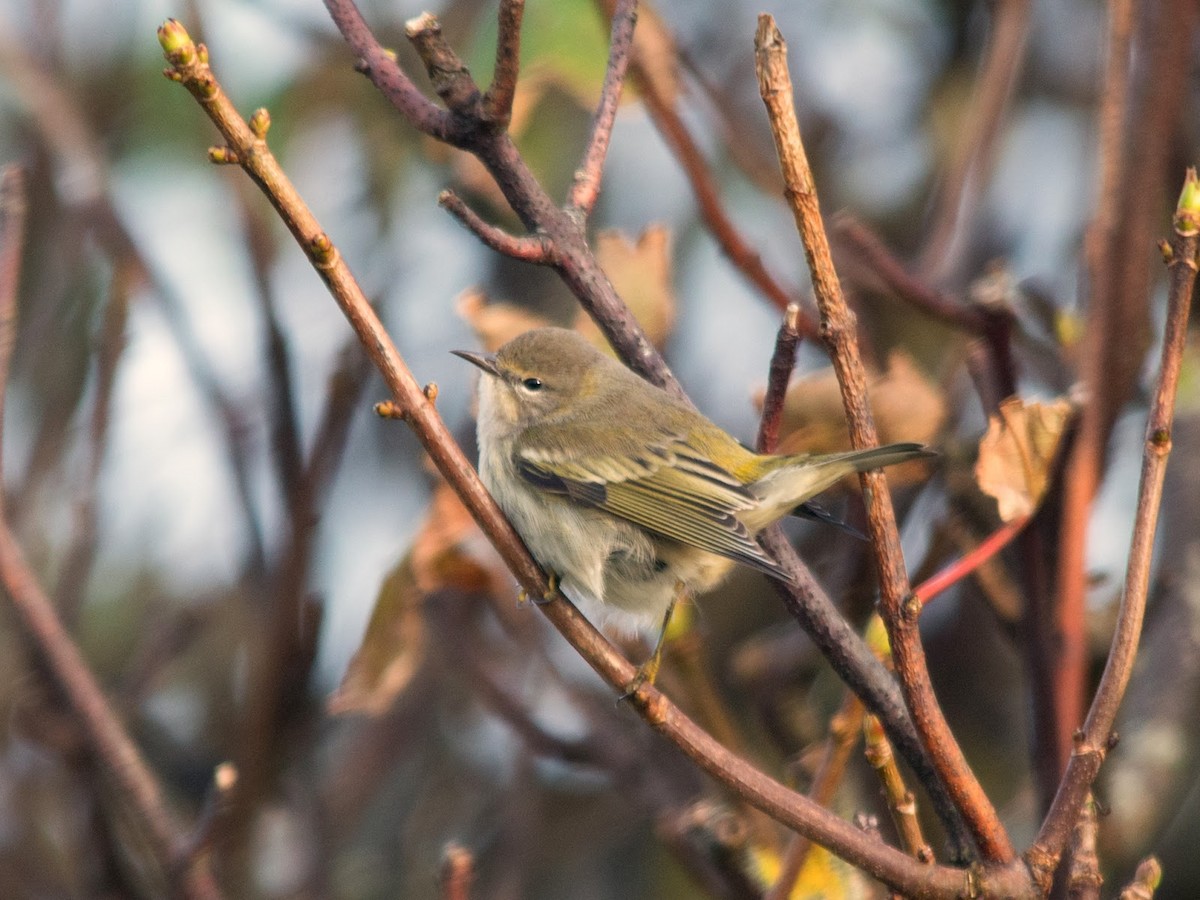 Cape May Warbler - ML613902715