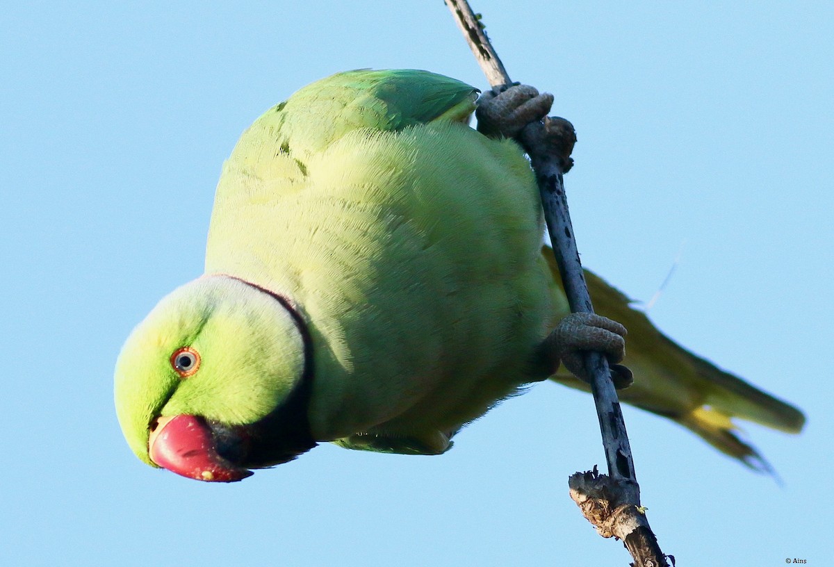 Rose-ringed Parakeet - ML613902756