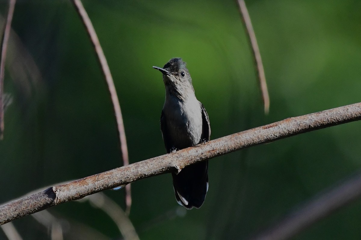 Antillean Crested Hummingbird - ML613902794