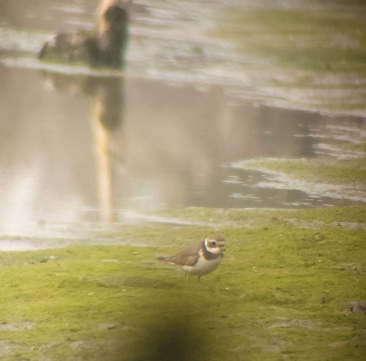 Common Ringed Plover - ML613902807