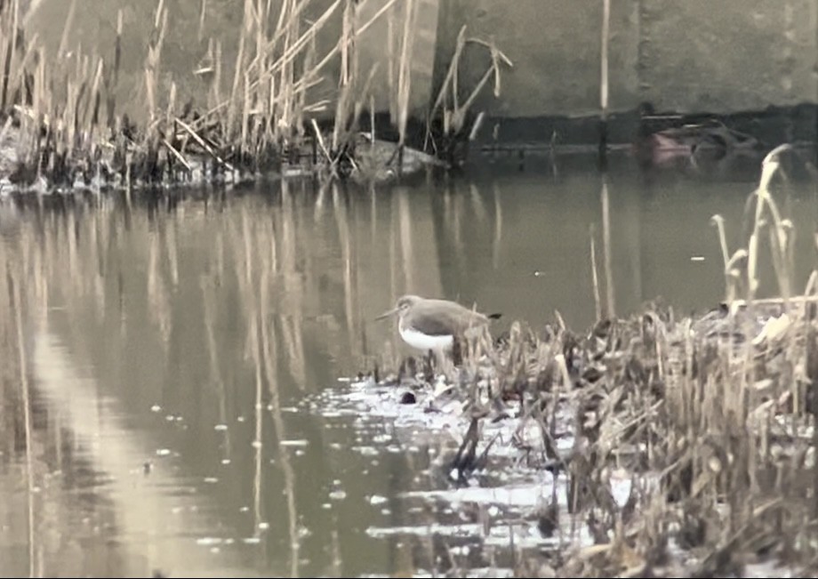 Green Sandpiper - Patrick Finch