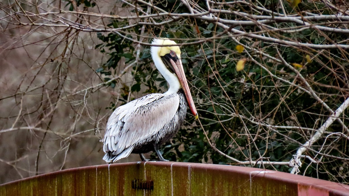 Brown Pelican - ML613902900