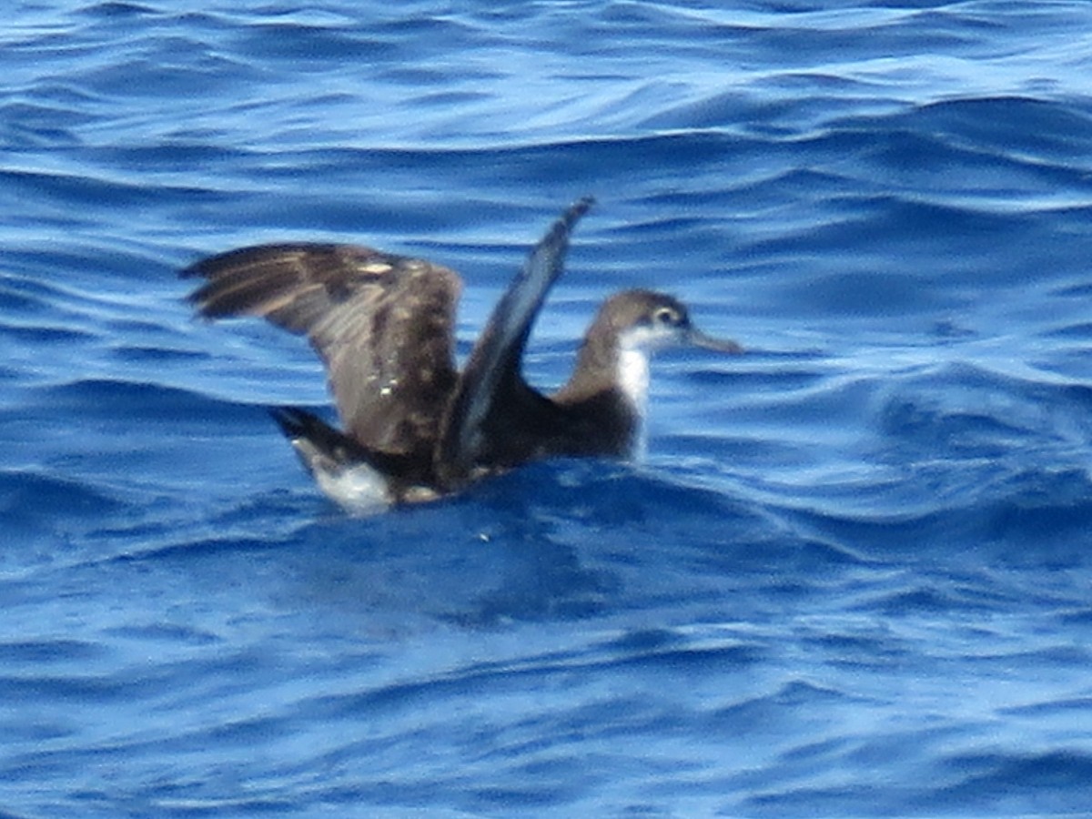 Persian Shearwater - ML613902917