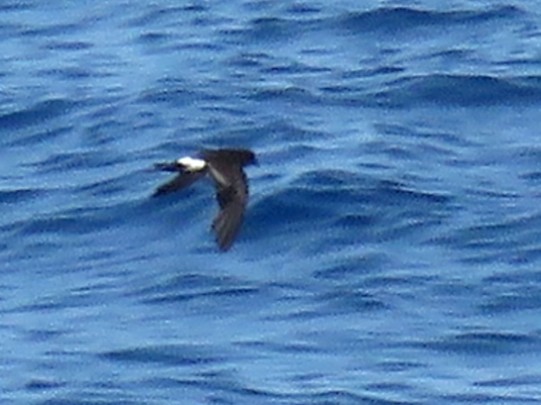 Wilson's Storm-Petrel (Wilson's) - ML613902924