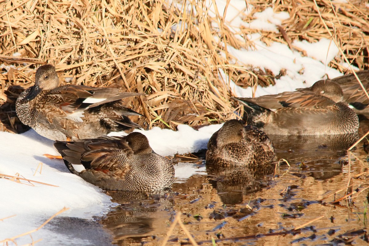 Gadwall - ML613902938