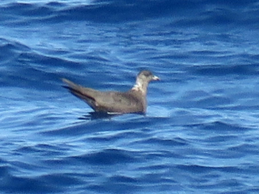 Long-tailed Jaeger - ML613902939