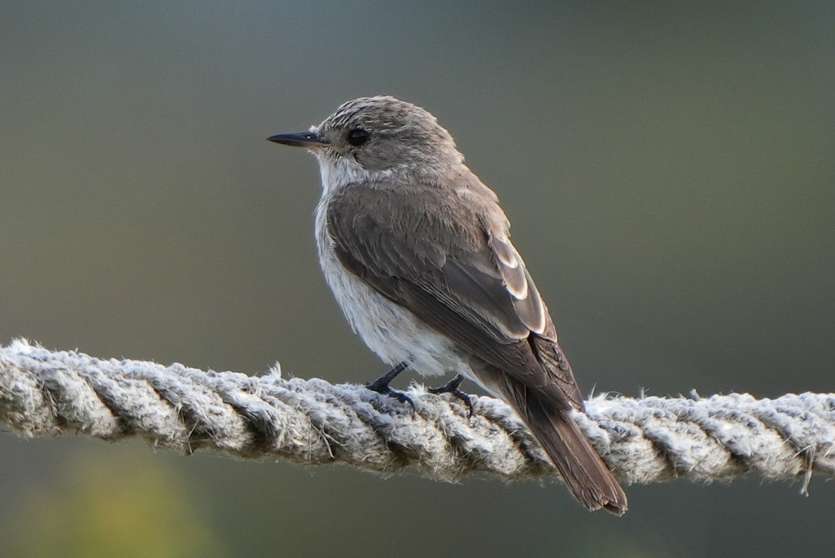 Spotted Flycatcher - ML613903008