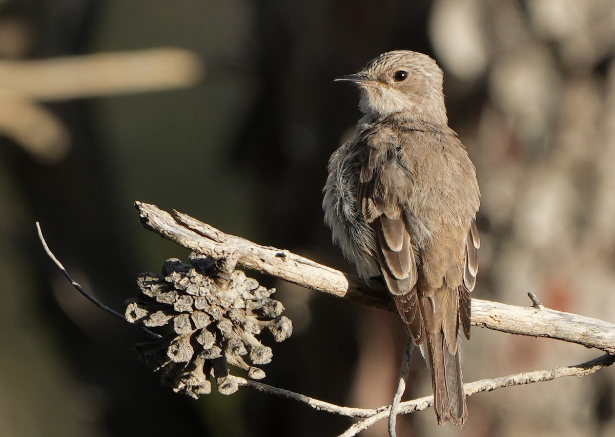 Spotted Flycatcher - Roman Suffner