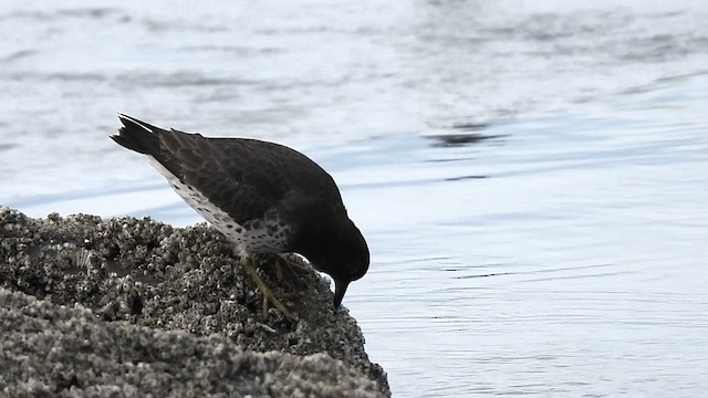 Surfbird - ML613903026