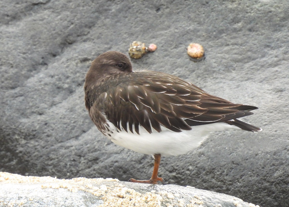 Black Turnstone - Ted Floyd