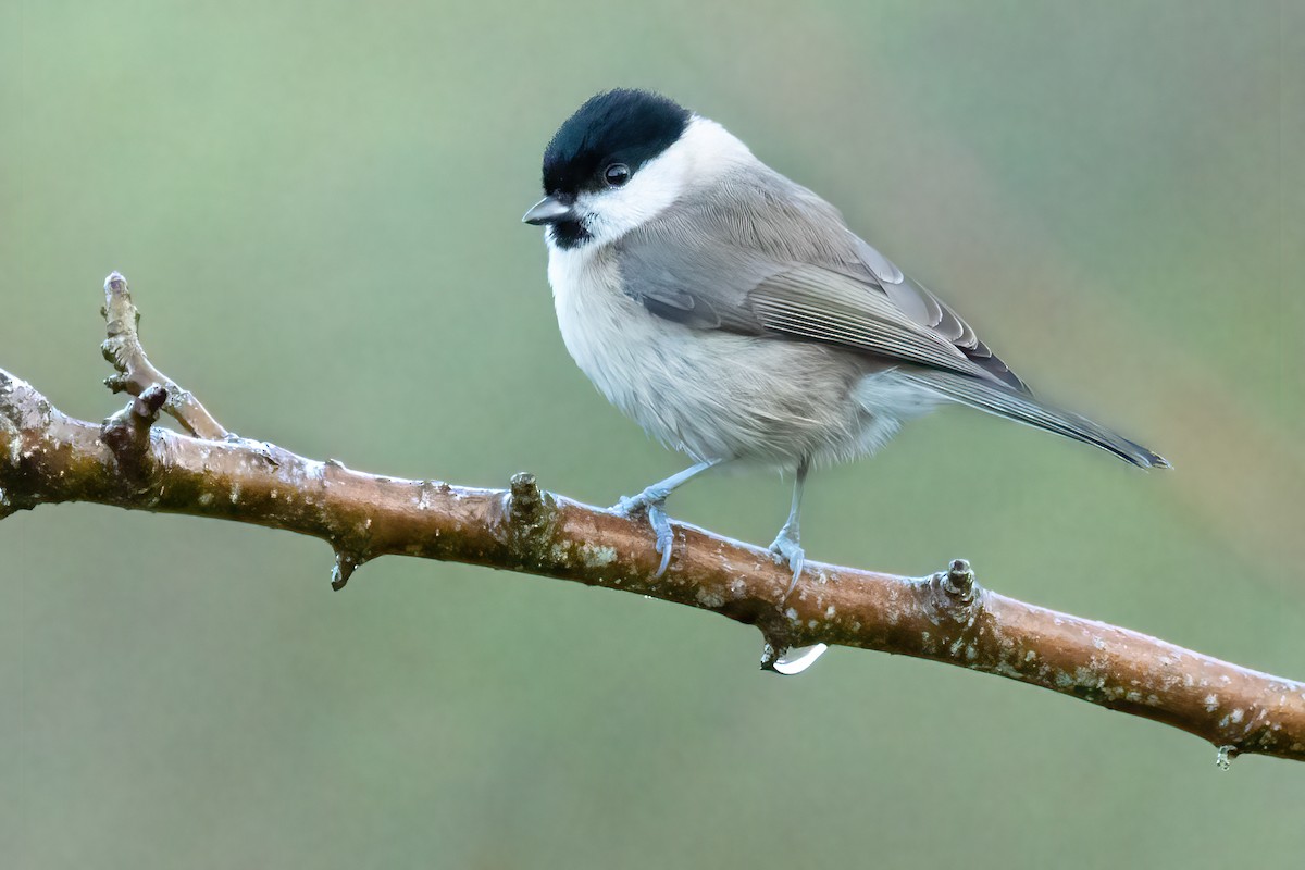 Marsh Tit - ML613903066