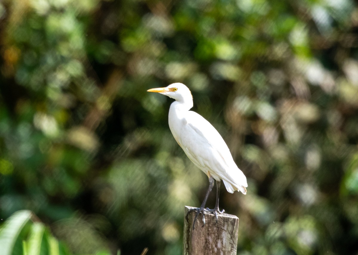 Western Cattle Egret - ML613903067