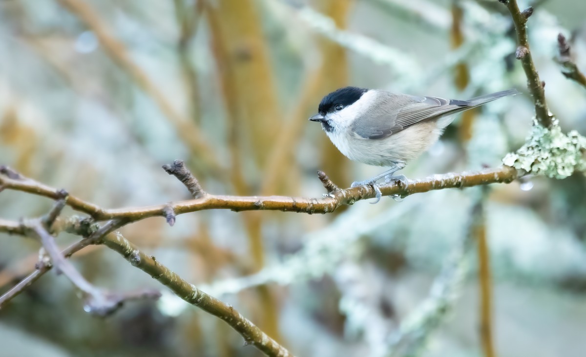 Marsh Tit - ML613903069