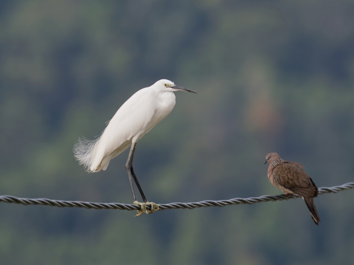 Aigrette garzette - ML613903135