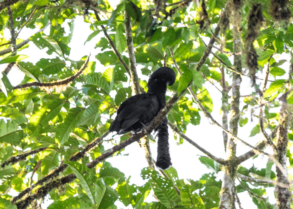 Эквадорская зонтичная птица - ML613903137