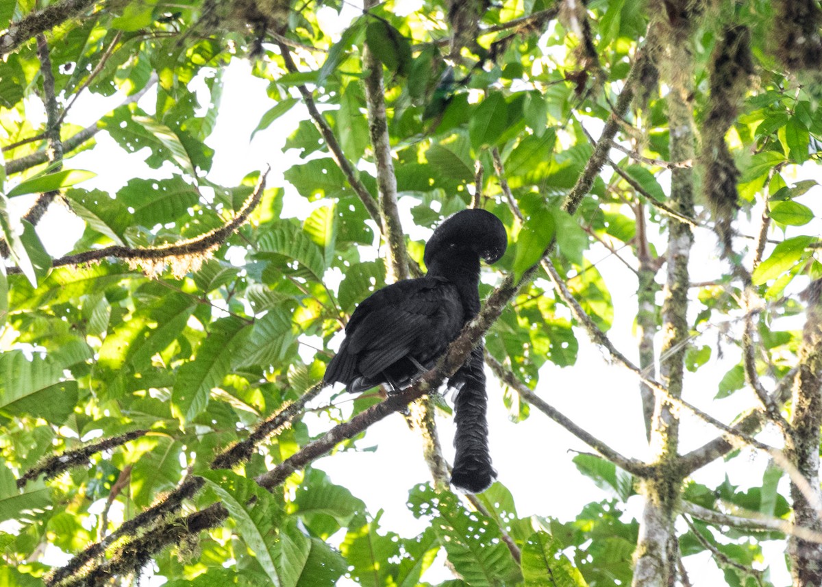 Эквадорская зонтичная птица - ML613903138
